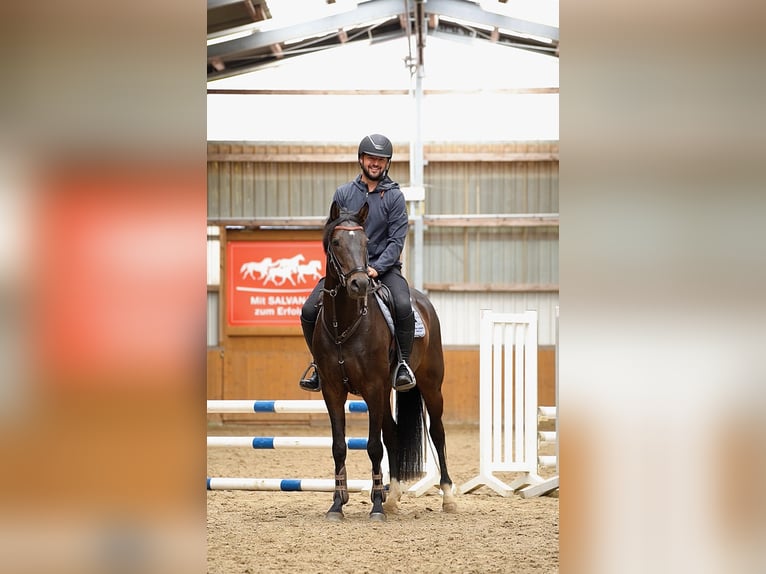 Oldenburger Springpferd Wallach 4 Jahre 167 cm Brauner in Suhlendorf