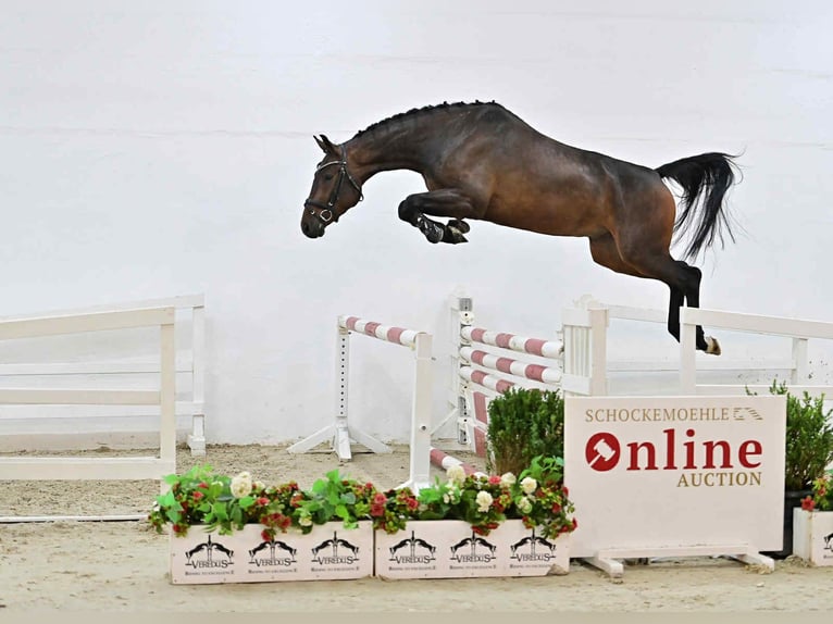 Oldenburger Springpferd Wallach 4 Jahre 167 cm Dunkelbrauner in KRAJENKA