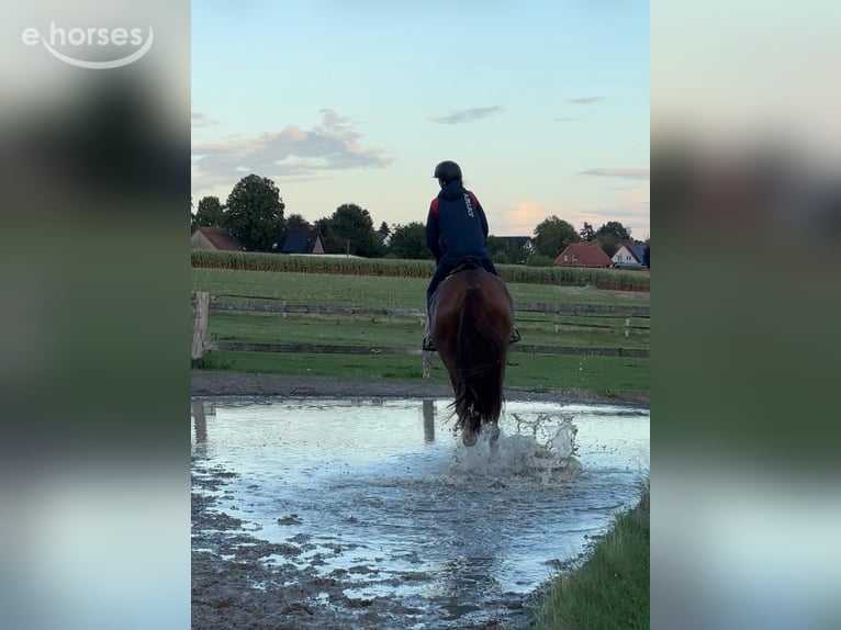 Oldenburger Springpferd Wallach 4 Jahre 167 cm Fuchs in Rödinghausen