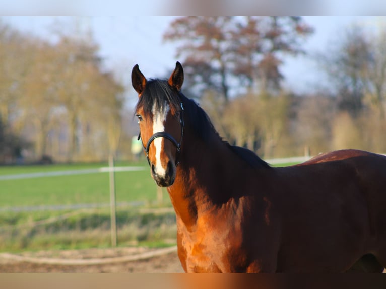 Oldenburger Springpferd Wallach 4 Jahre 168 cm Brauner in Weiterstadt