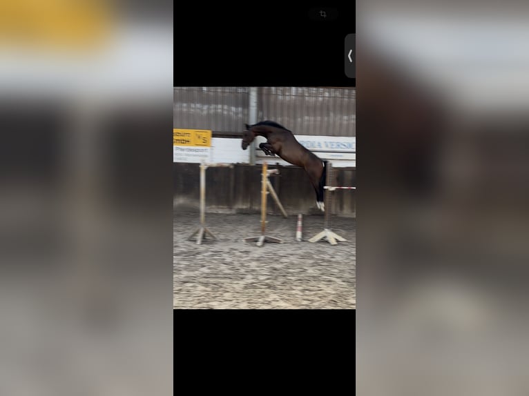 Oldenburger Springpferd Wallach 4 Jahre 168 cm Dunkelbrauner in L&#xFC;btheenGarlitz