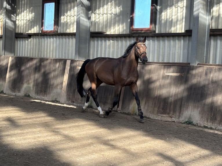 Oldenburger Springpferd Wallach 4 Jahre 168 cm Dunkelbrauner in L&#xFC;btheenGarlitz