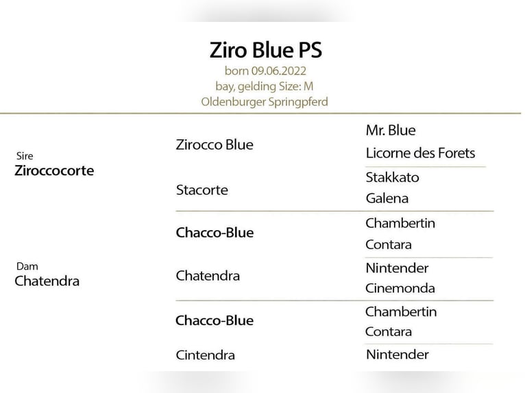 Oldenburger Springpferd Wallach 4 Jahre 168 cm Rotbrauner in KRAJENKA