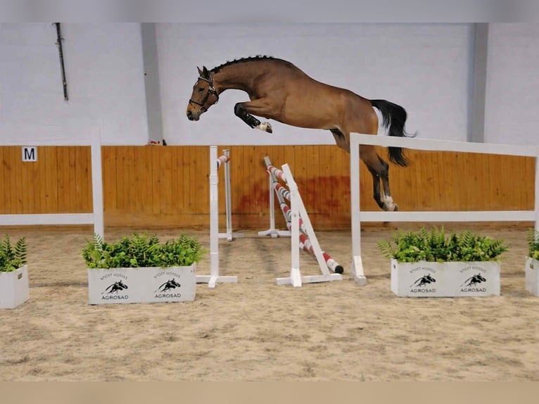 Oldenburger Springpferd Wallach 4 Jahre 168 cm Rotbrauner in KRAJENKA