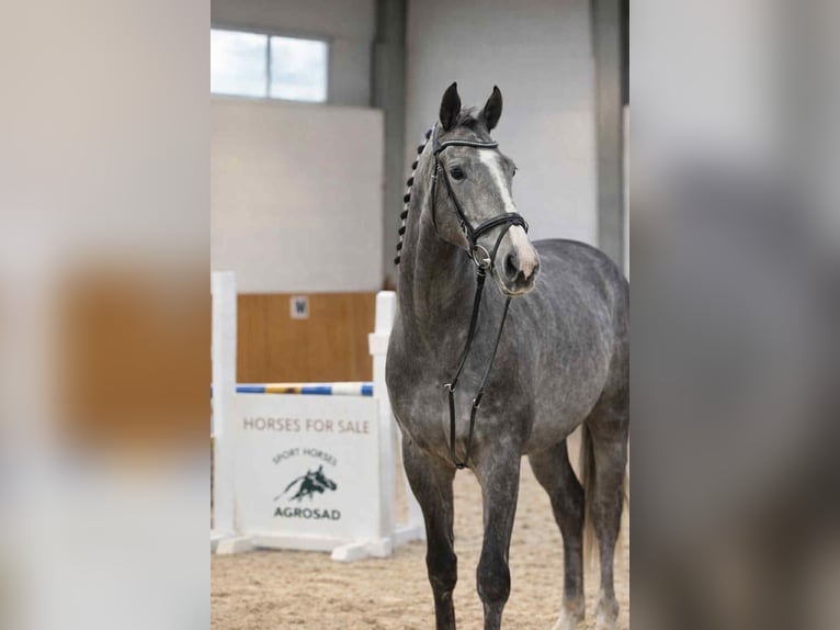 Oldenburger Springpferd Wallach 4 Jahre 168 cm Schimmel in KRAJENKA