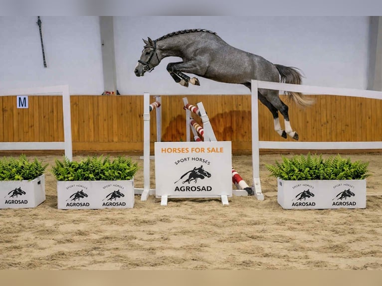 Oldenburger Springpferd Wallach 4 Jahre 168 cm Schimmel in KRAJENKA