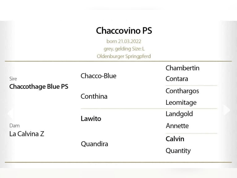 Oldenburger Springpferd Wallach 4 Jahre 168 cm Schimmel in KRAJENKA