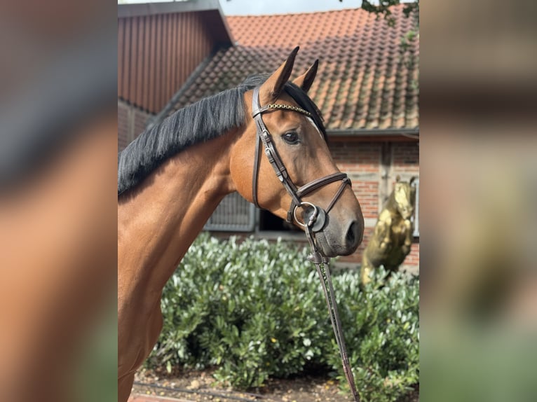 Oldenburger Springpferd Wallach 4 Jahre 169 cm Brauner in Lohne (Oldenburg)