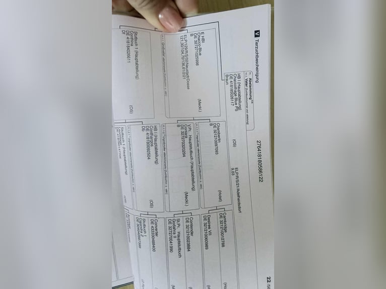 Oldenburger Springpferd Wallach 4 Jahre 169 cm Dunkelbrauner in Szarvas