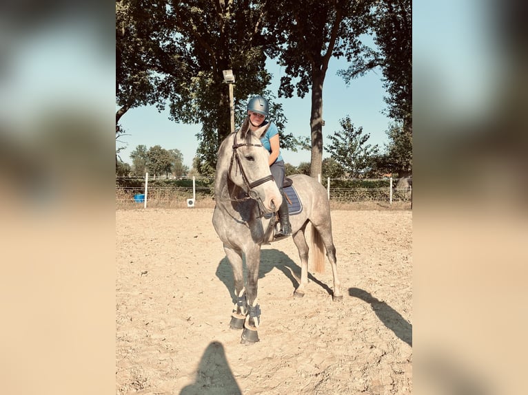 Oldenburger Springpferd Wallach 4 Jahre 169 cm Schimmel in H&#xFC;ven