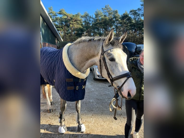 Oldenburger Springpferd Wallach 4 Jahre 169 cm Schimmel in H&#xFC;ven