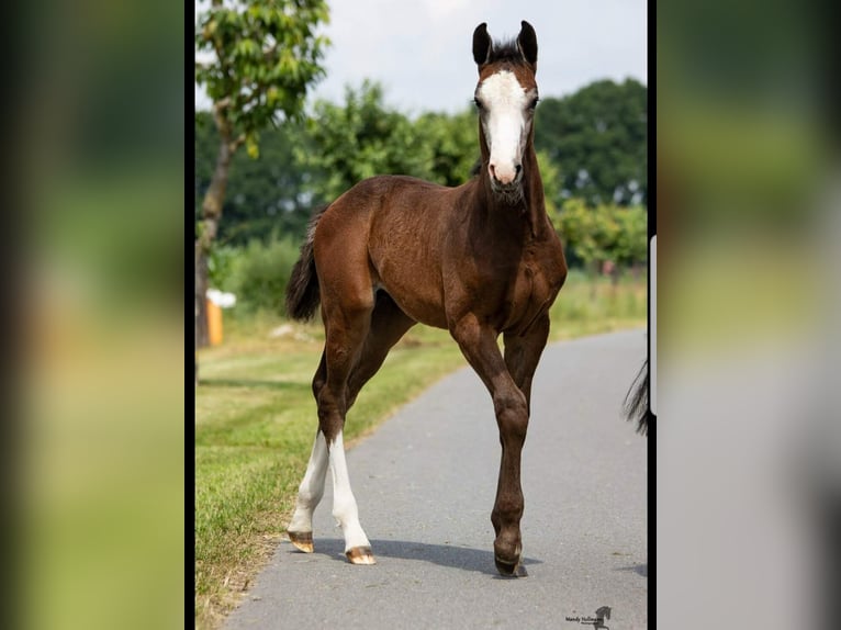 Oldenburger Springpferd Wallach 4 Jahre 169 cm Schimmel in H&#xFC;ven