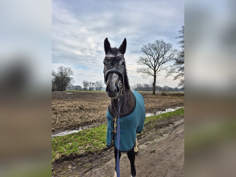 Oldenburger Springpferd Wallach 4 Jahre 170 cm Apfelschimmel in Bramsche