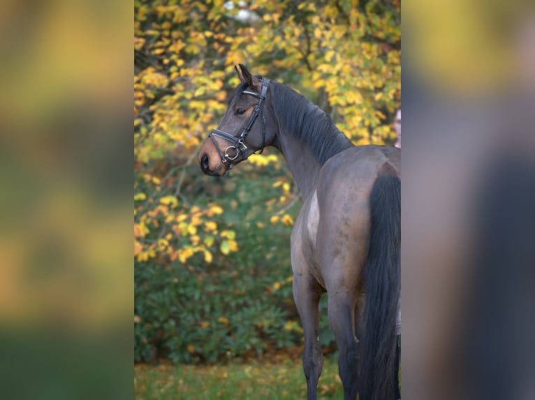 Oldenburger Springpferd Wallach 4 Jahre 170 cm Brauner in Essen (Oldenburg)