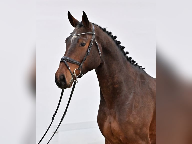 Oldenburger Springpferd Wallach 4 Jahre 170 cm Brauner in Głubczyn