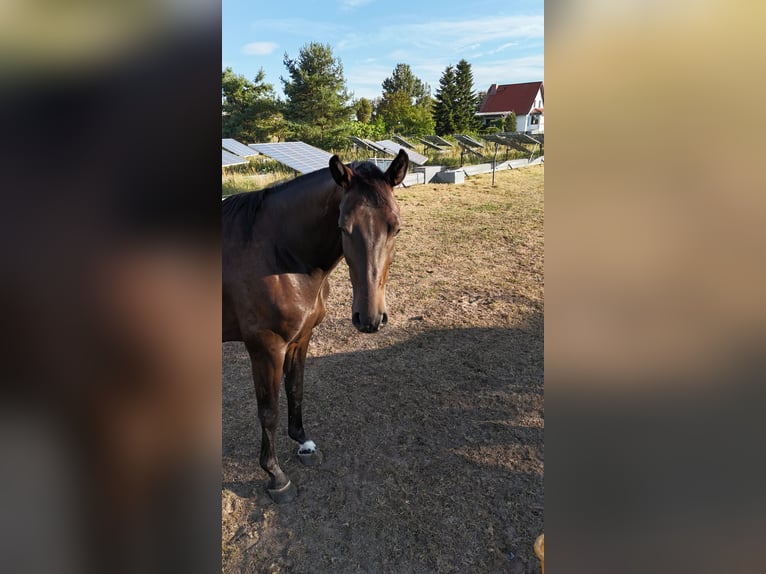 Oldenburger Springpferd Wallach 4 Jahre 170 cm Brauner in M&#xE4;rkisch Luch