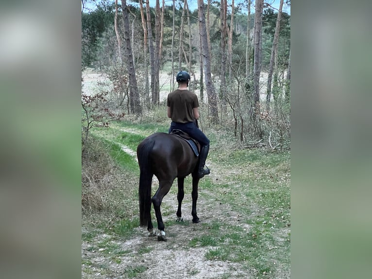Oldenburger Springpferd Wallach 4 Jahre 170 cm Brauner in M&#xE4;rkisch Luch