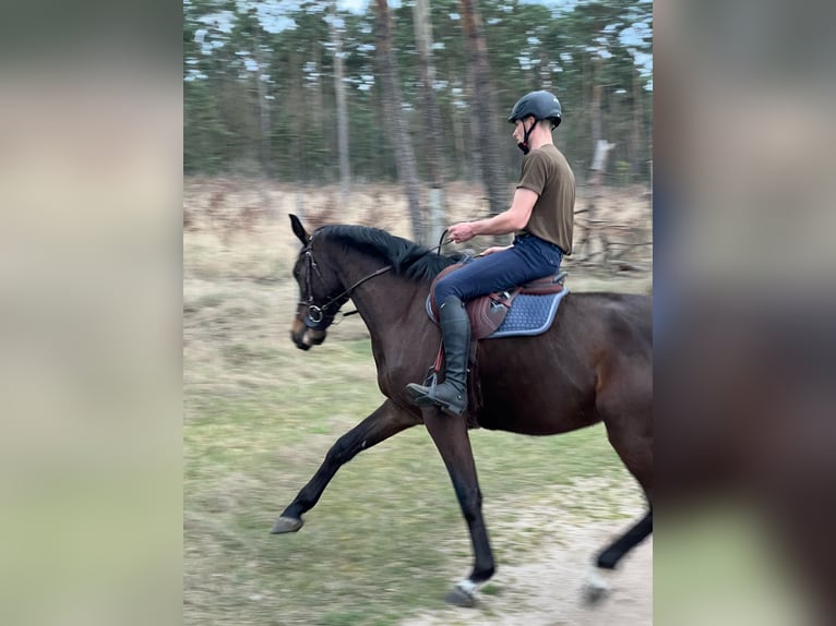 Oldenburger Springpferd Wallach 4 Jahre 170 cm Brauner in M&#xE4;rkisch Luch