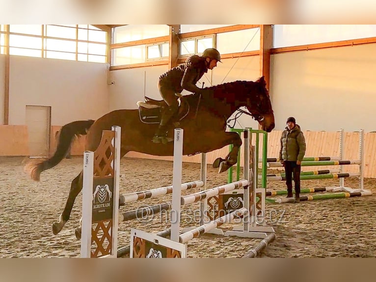 Oldenburger Springpferd Wallach 4 Jahre 170 cm Brauner in Region Prag