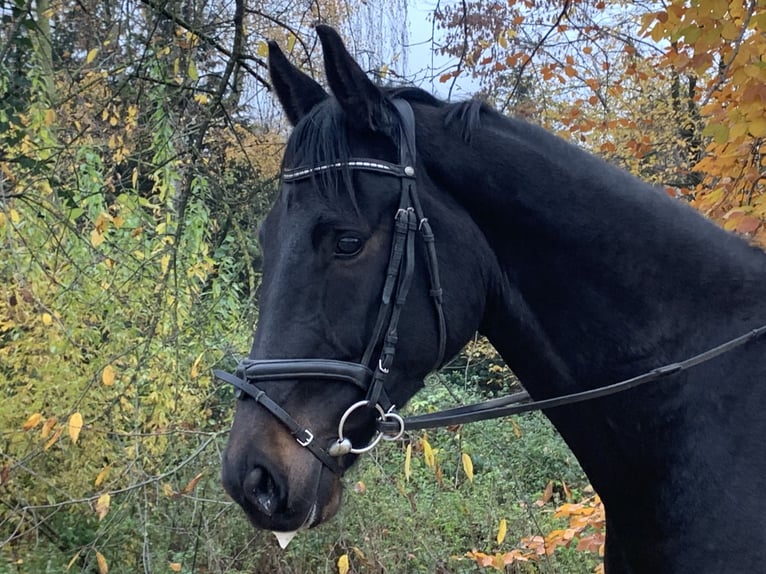 Oldenburger Springpferd Wallach 4 Jahre 170 cm Dunkelbrauner in Barntrup