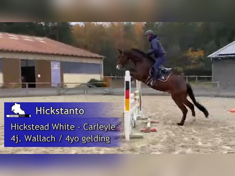 Oldenburger Springpferd Wallach 4 Jahre 170 cm Dunkelbrauner in Gadow