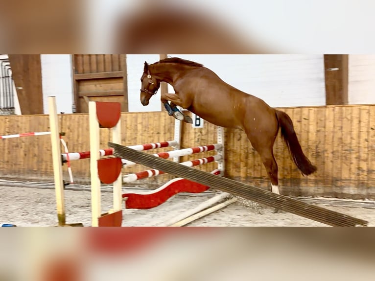 Oldenburger Springpferd Wallach 4 Jahre 170 cm Fuchs in Celle