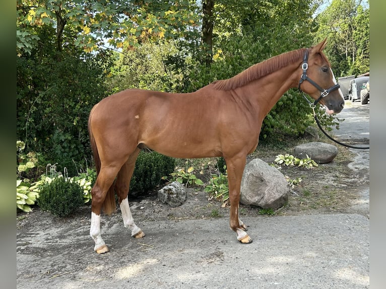 Oldenburger Springpferd Wallach 4 Jahre 170 cm Fuchs in M&#xFC;nster