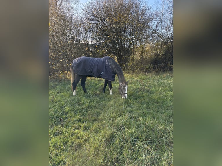 Oldenburger Springpferd Wallach 4 Jahre 170 cm Kann Schimmel werden in Limburg an der Lahn