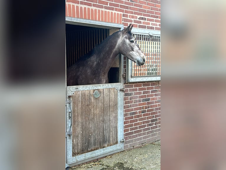 Oldenburger Springpferd Wallach 4 Jahre 170 cm Schimmel in Nortrup
