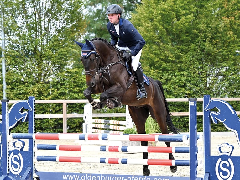 Oldenburger Springpferd Wallach 4 Jahre 170 cm Schwarzbrauner in Vechta