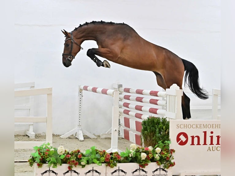 Oldenburger Springpferd Wallach 4 Jahre 171 cm Rotbrauner in KRAJENKA
