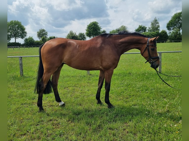 Oldenburger Springpferd Wallach 4 Jahre 172 cm Brauner in Sulingen