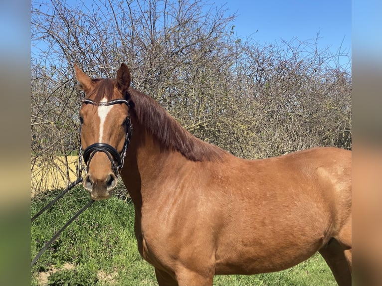 Oldenburger Springpferd Wallach 4 Jahre 172 cm Fuchs in Kirchhain