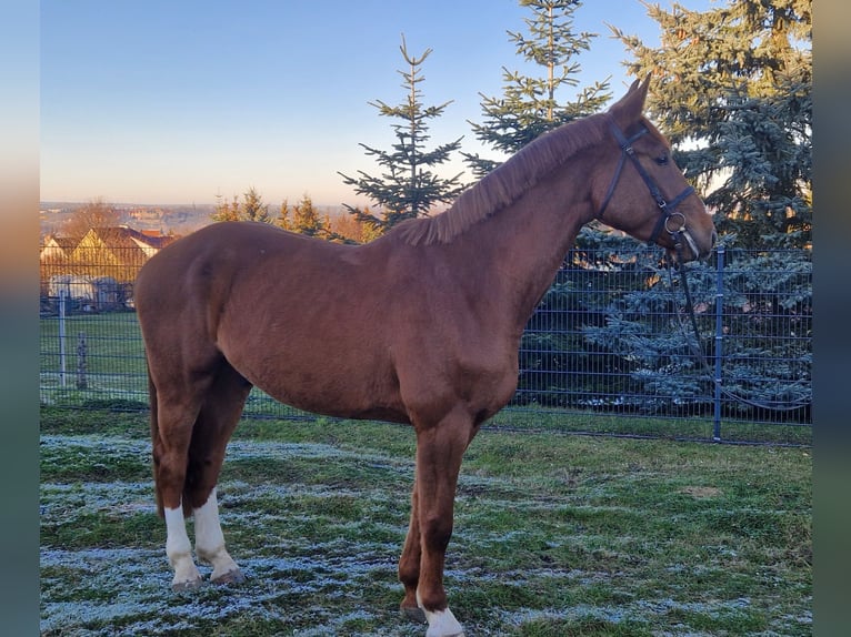 Oldenburger Springpferd Wallach 4 Jahre 174 cm Dunkelfuchs in Wohlmirstedt