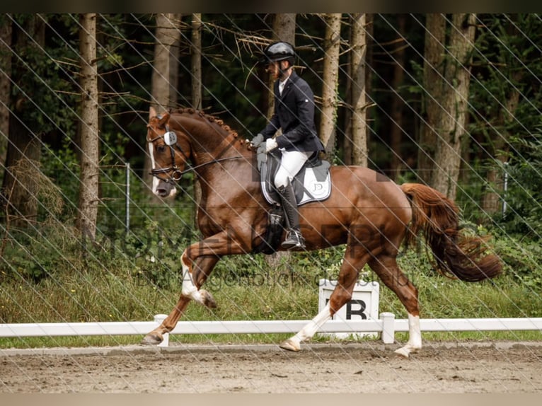 Oldenburger Springpferd Wallach 4 Jahre 174 cm Fuchs in Heiligenstedten