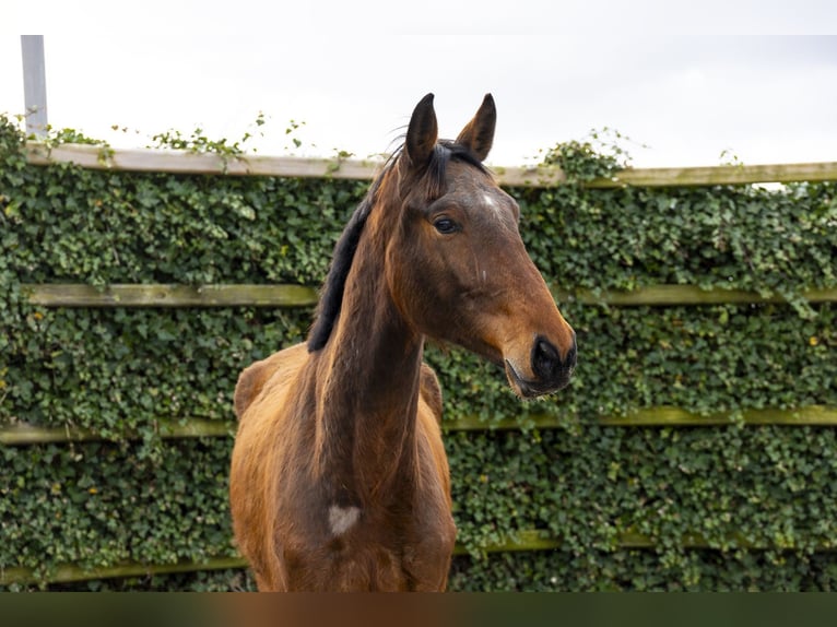 Oldenburger Springpferd Wallach 4 Jahre 175 cm Brauner in Waddinxveen