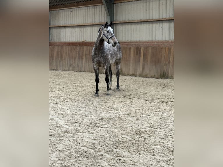 Oldenburger Springpferd Wallach 4 Jahre 177 cm Schimmel in Zieuwent