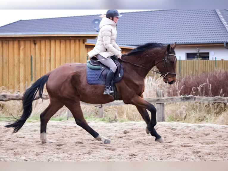 Oldenburger Springpferd Wallach 4 Jahre 179 cm Brauner in Groß Roge