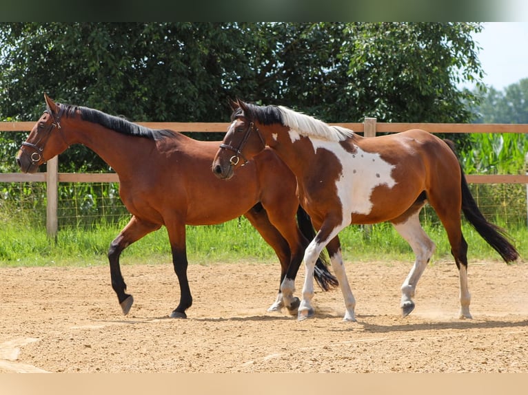 Oldenburger Springpferd Wallach 4 Jahre 179 cm Brauner in Groß Roge