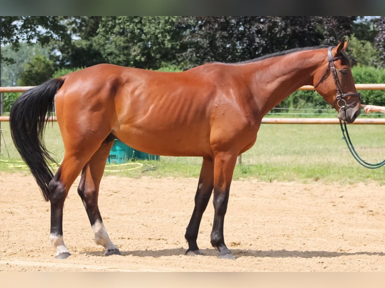 Oldenburger Springpferd Wallach 4 Jahre 179 cm Brauner in Groß Roge