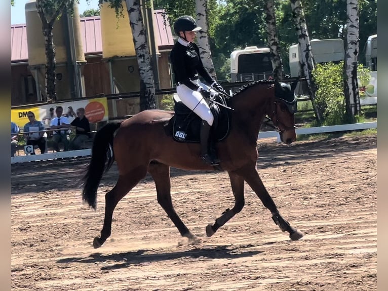 Oldenburger Springpferd Wallach 5 Jahre 160 cm Brauner in Oberursel
