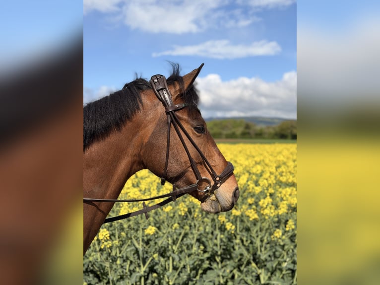 Oldenburger Springpferd Wallach 5 Jahre 160 cm Brauner in Oberursel