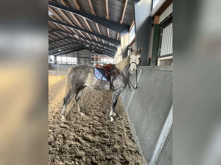 Oldenburger Springpferd Wallach 5 Jahre 160 cm  in Papenhagen
