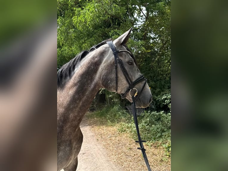 Oldenburger Springpferd Wallach 5 Jahre 160 cm Schimmel in Ludwigshafen am Rhein