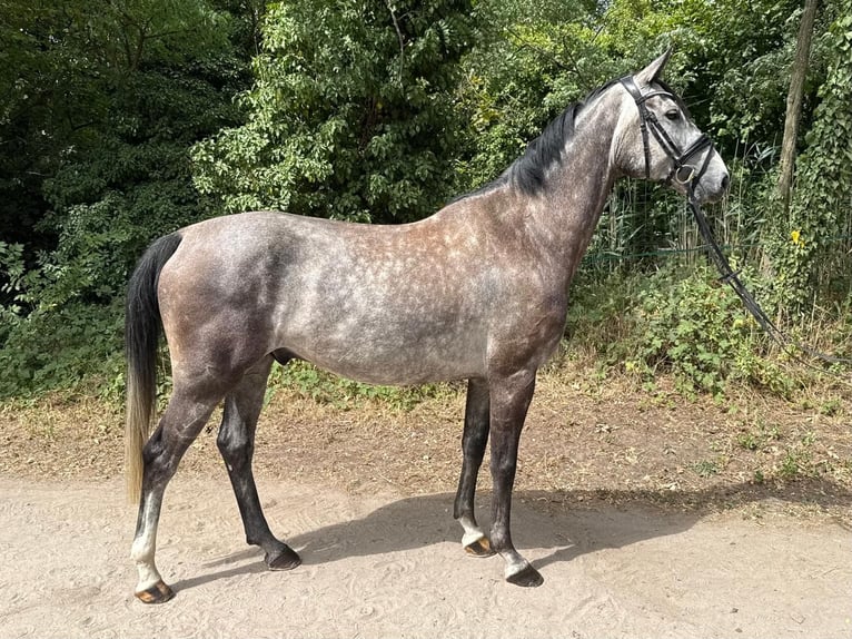 Oldenburger Springpferd Wallach 5 Jahre 160 cm Schimmel in Ludwigshafen am Rhein