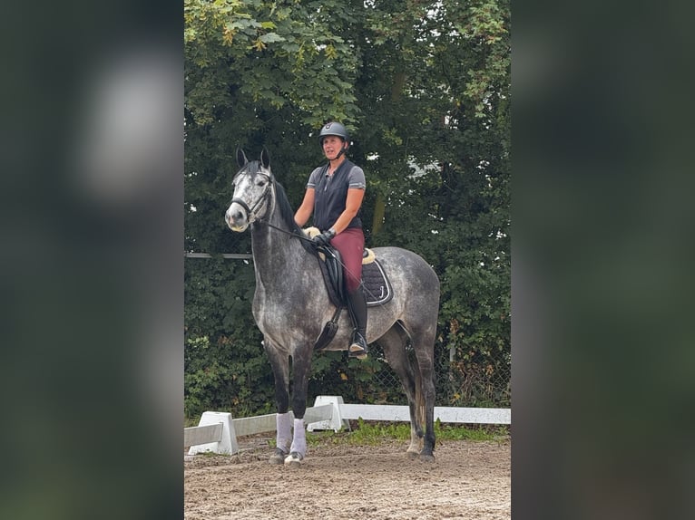 Oldenburger Springpferd Wallach 5 Jahre 160 cm Schimmel in Ludwigshafen am Rhein