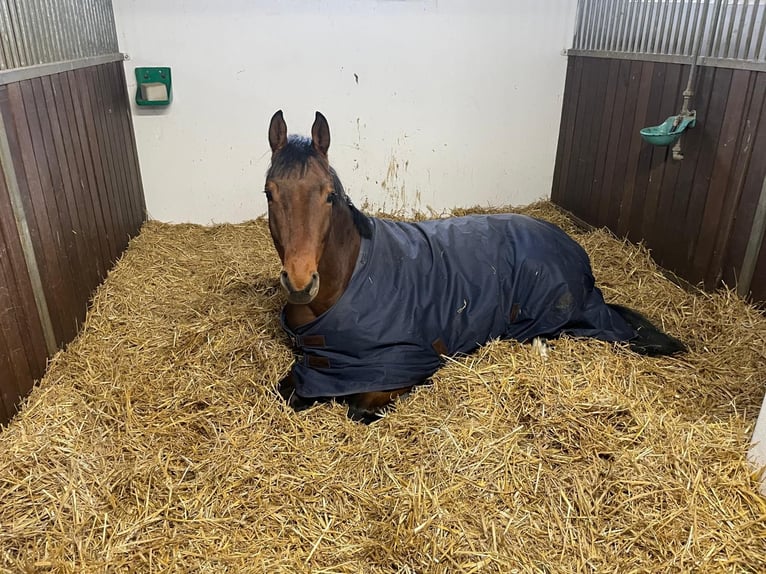 Oldenburger Springpferd Wallach 5 Jahre 162 cm Dunkelbrauner in Allershausen