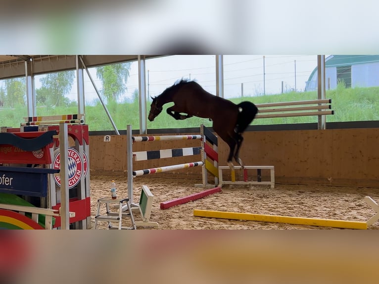 Oldenburger Springpferd Wallach 5 Jahre 162 cm Dunkelbrauner in Allershausen