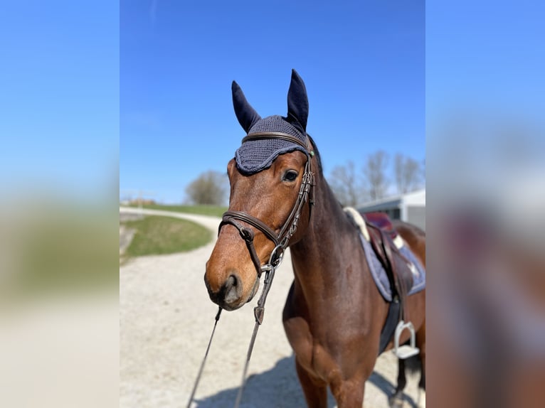 Oldenburger Springpferd Wallach 5 Jahre 162 cm Dunkelbrauner in Allershausen