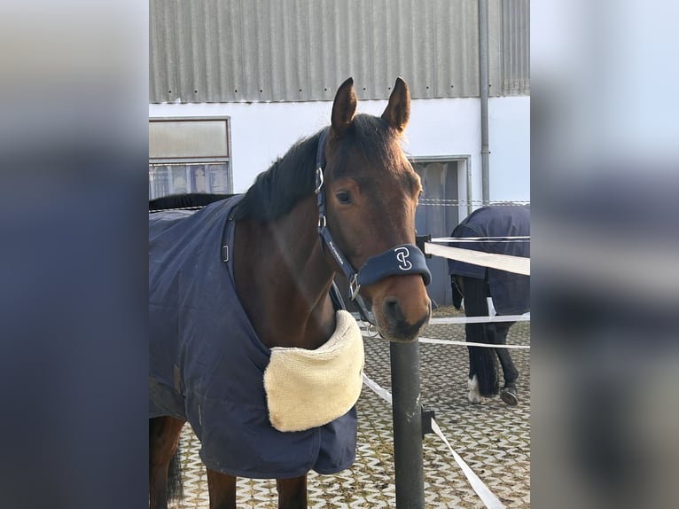 Oldenburger Springpferd Wallach 5 Jahre 162 cm Dunkelbrauner in Allershausen